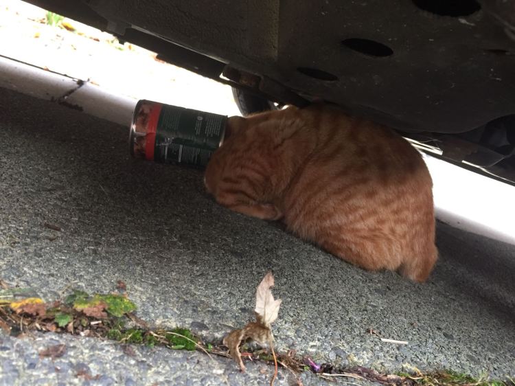 Cat with tin can stuck on their head