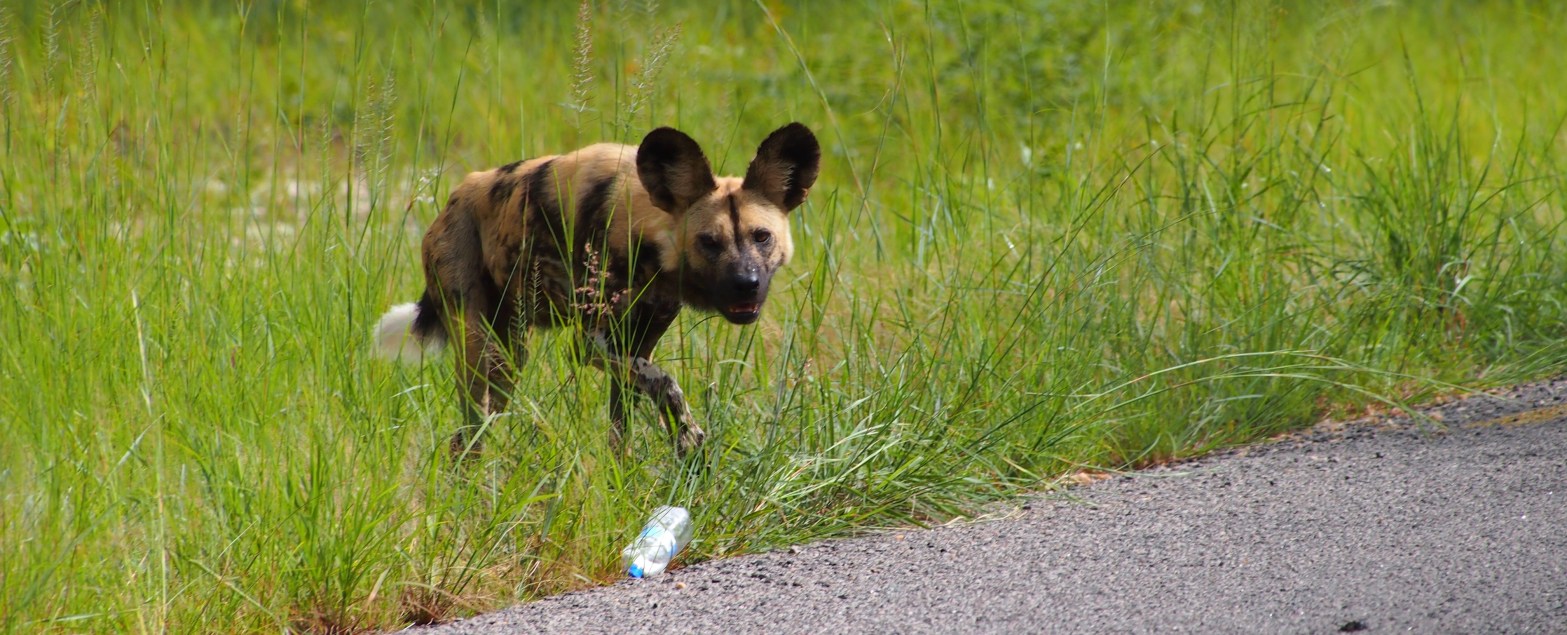 Painted dog and a plastic bottle