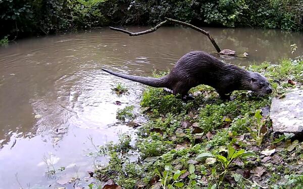 An otter