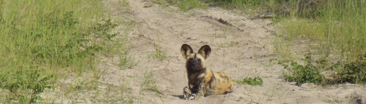 Photo of a painted dog laying down on a dirt track in Hwange National Park, Zimbabwe